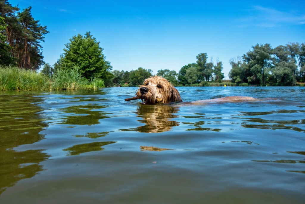 dog drowning; a dog swims in a lake with a stick in his mouth.
