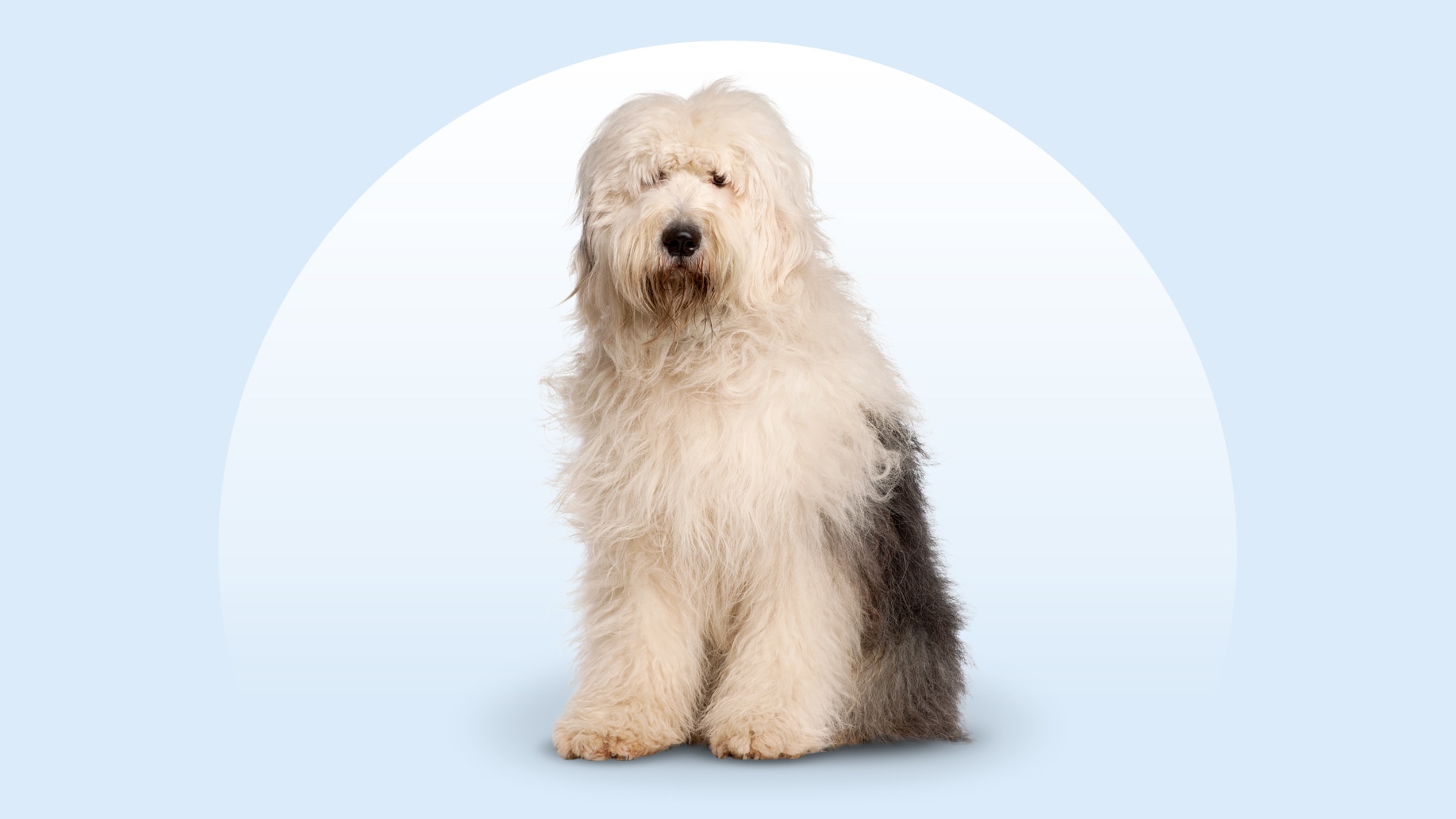 Old English Sheepdog sitting on an isolated blue background