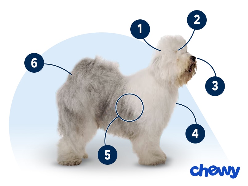 Photo of a Old English Sheepdog