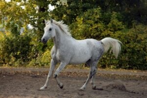 Arabian Horse