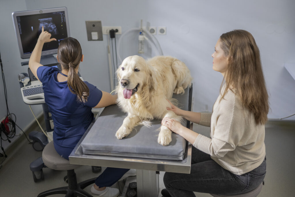 Gastrointestinal Ulcers in Dogs