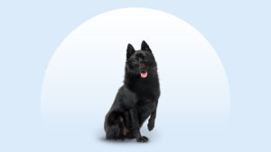 Schipperke
