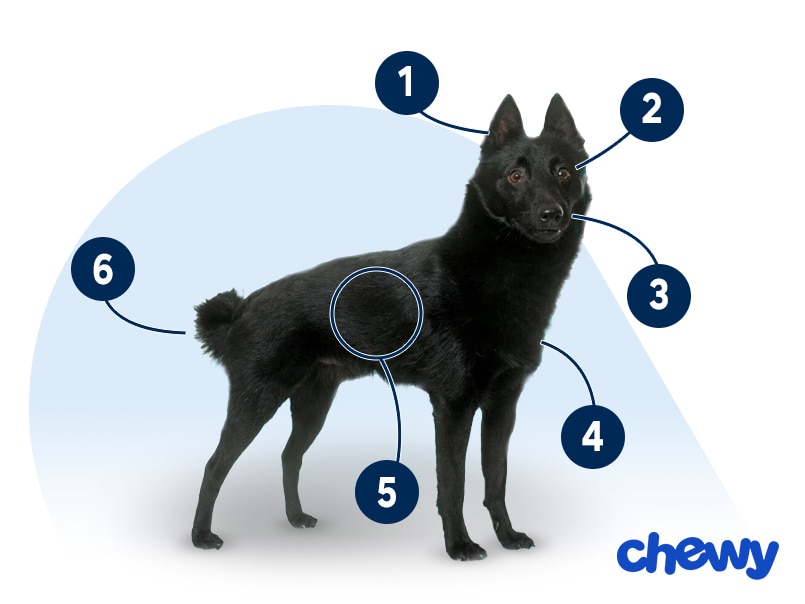Photo of a Schipperke
