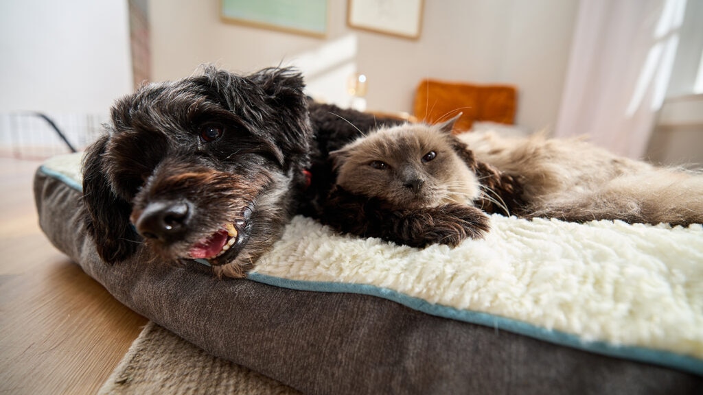 dog and cat together on pet bed
