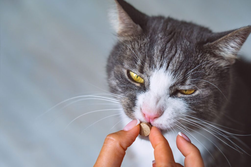 Person giving cat a supplement. The best cat supplements depend on the specific need.