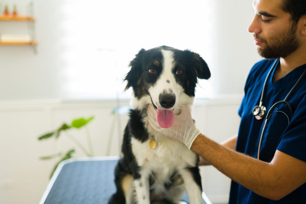 collie dog at vet exam