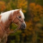 When to Use a Bitless Bridle for Horses