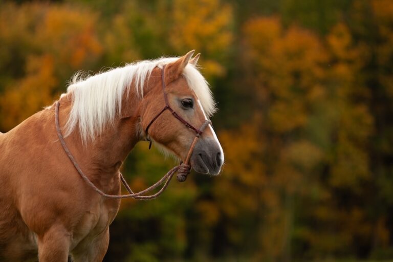 Horse weraring a bosal bridle