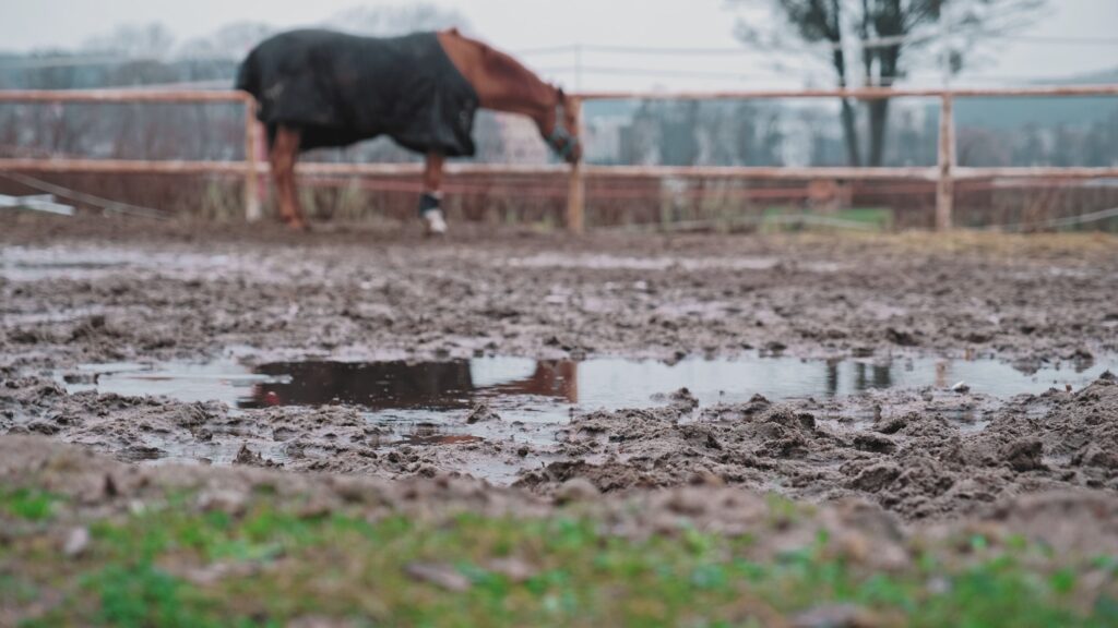 Muddy horse pasture with horse standing in the background