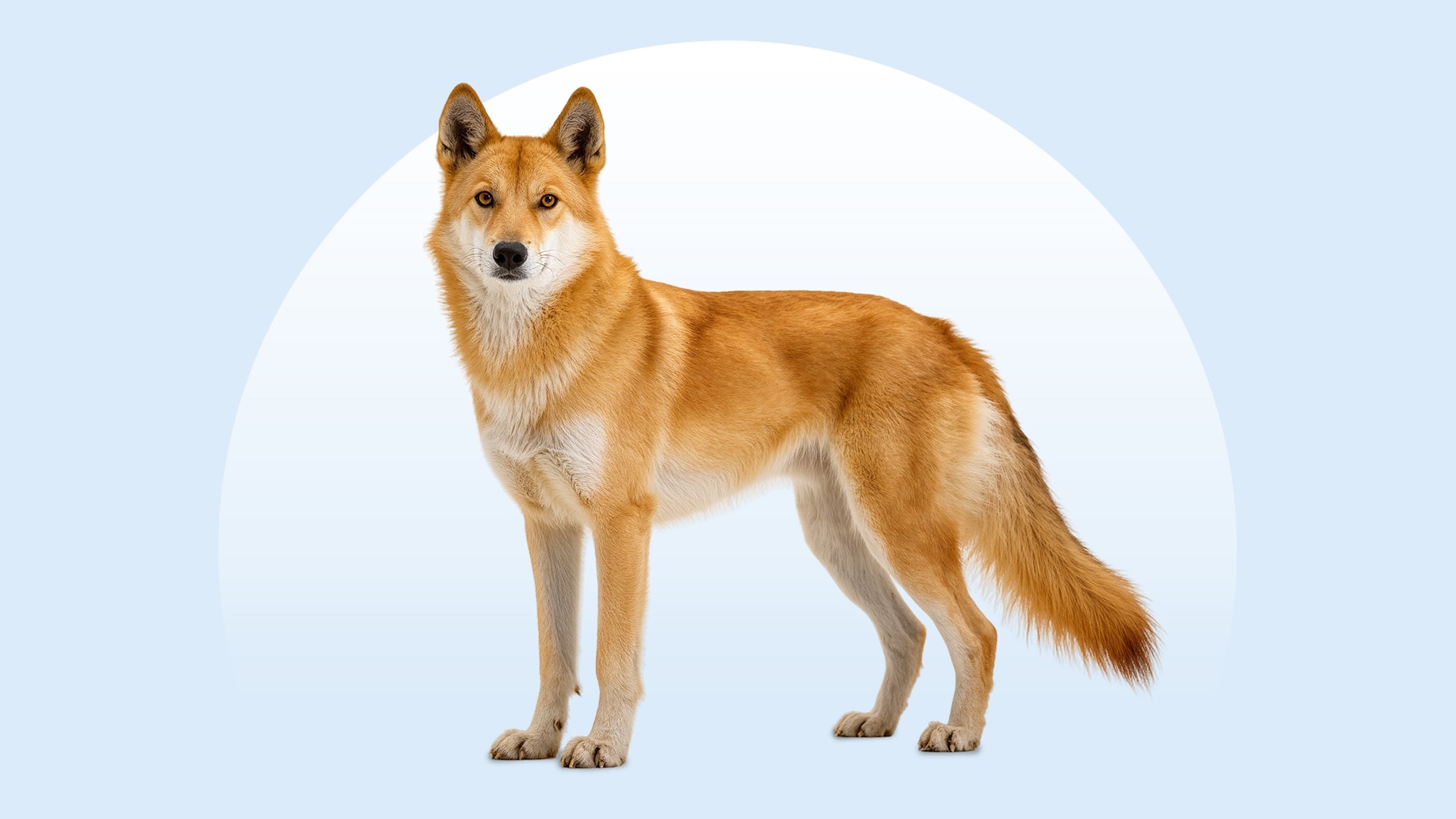 Korean Jindo dog on an isolated blue background