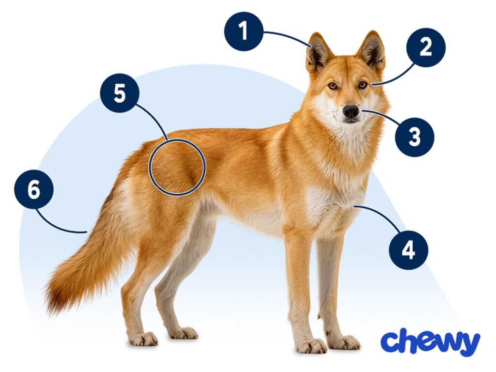 Photo of a Korean Jindo Dog