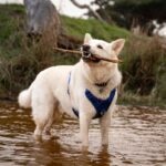 Cream Korean Jindo wearing a harness, standing in water, and carrying a stick in his mouth