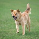 A red Korean Jindo running through grass