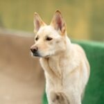 Beige Korean Jindo
