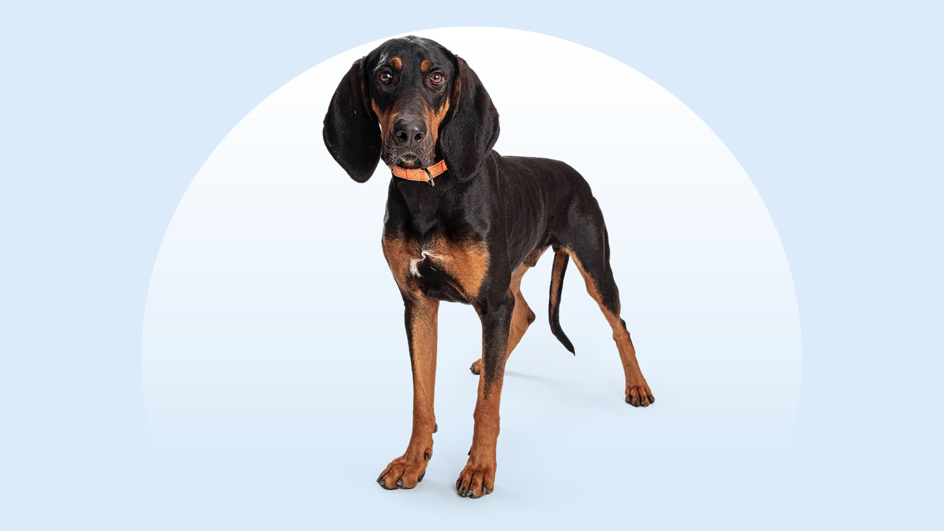 Black and Tan Coonhound standing on an isolated blue background
