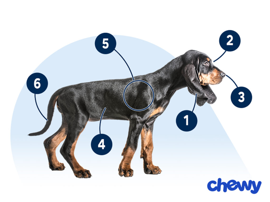 Photo of a Black and Tan Coonhound