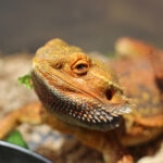 Can Bearded Dragons Eat Broccoli?