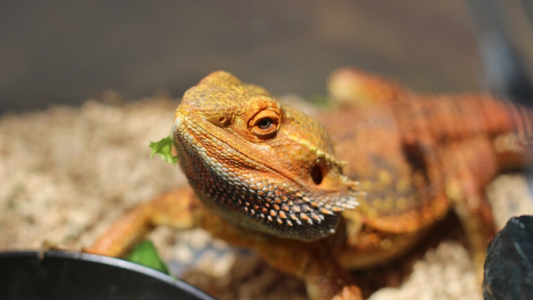 can bearded dragons eat broccoli: bearded dragon eating vegetable