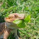 Can Bearded Dragons Eat Lettuce?