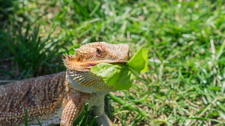 can bearded dragons eat lettuce: bearded dragon with lettuce in mouth