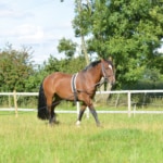 The Do’s and Don’ts of Lunging a Horse
