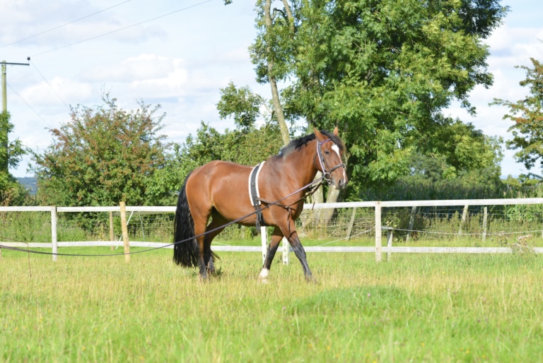 Horse on a lunge line in the grass