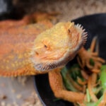 Can Bearded Dragons Eat Cilantro?