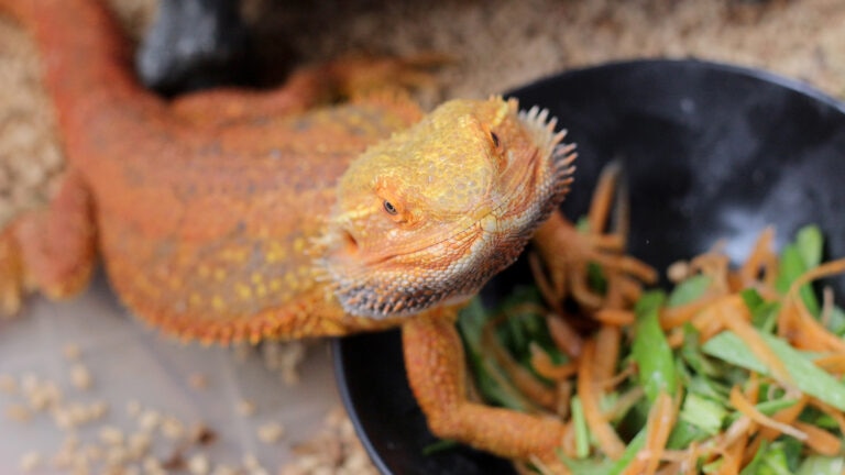 can bearded dragons eat cilantro: bearded dragon over bowl of veggies