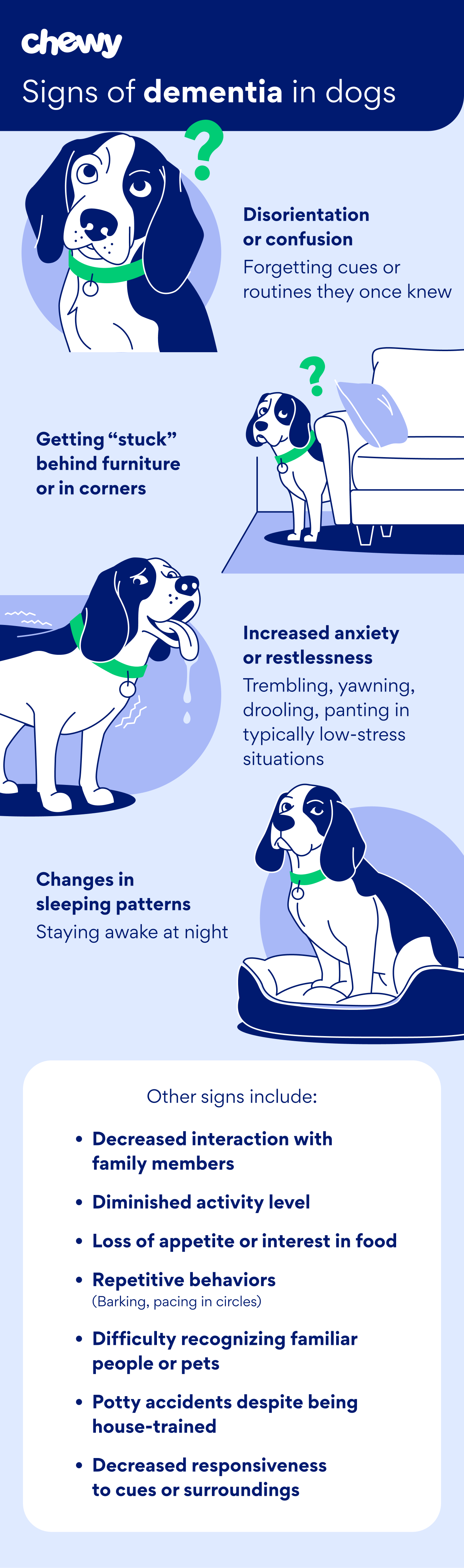 signs of dementia in dogs infographic chewy