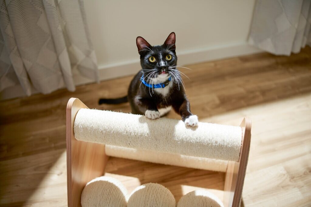 A black and white cat crouching on a scratching toy.