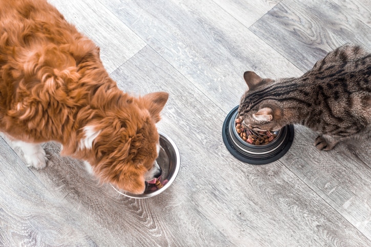 above view of a red dog and tabby cat eating AAFCO-approved food from metal bowls