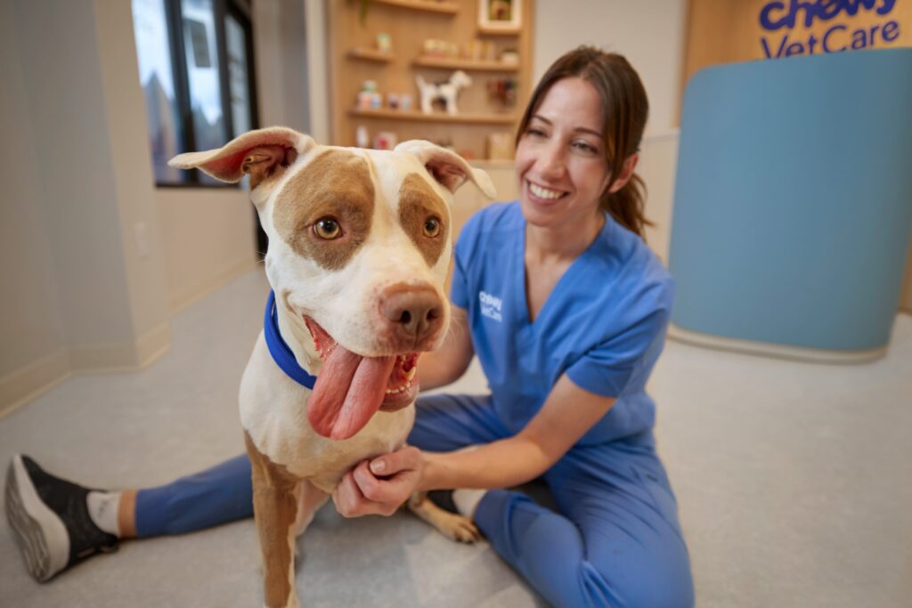 A cute white and tan pittie with his tongue sticking out sits happily with a Chewy vet in her office.
