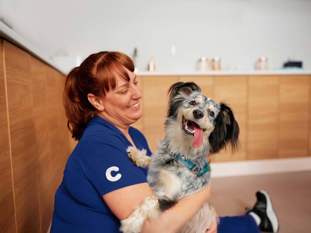 A merle dog with floofy black and tan ears stares at the camera with her tongue sticking out in the arms of a Chewy vet.