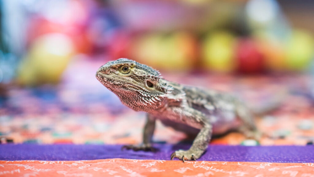 can bearded dragons eat raspberries: beardie on kitchen table