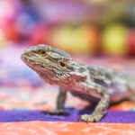 Can Bearded Dragons Eat Raspberries?