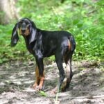 A young Black and Tan Coonhound puppy standing outside in dappled sunlight