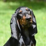 Close-up of a Black and Tan Coonhound's head