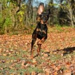 A Black and Tan Coonhound running through autumn leaves