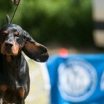 A Black and Tan Coonhound walks at a dog show