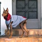 German Pinscher vs. Doberman Pinscher: What’s the Difference?