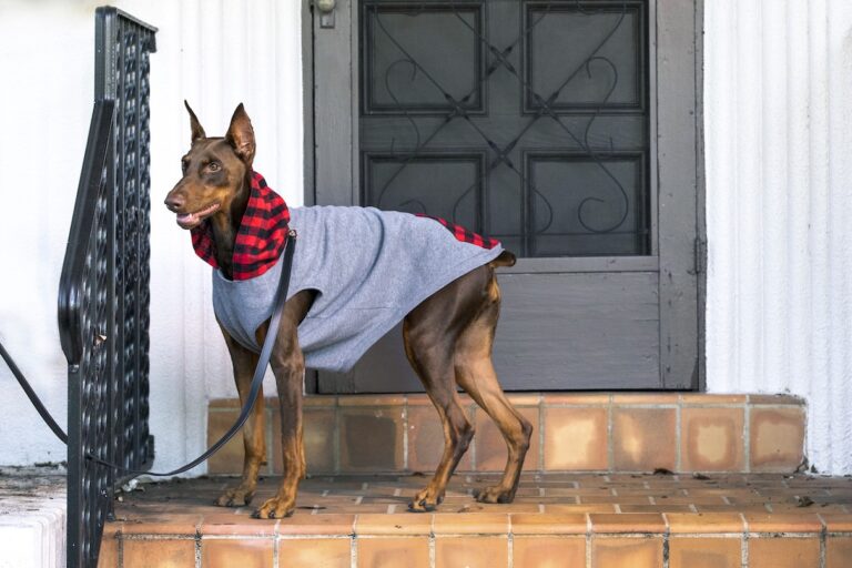 A Doberman Pinscher wearing a fall hoodie