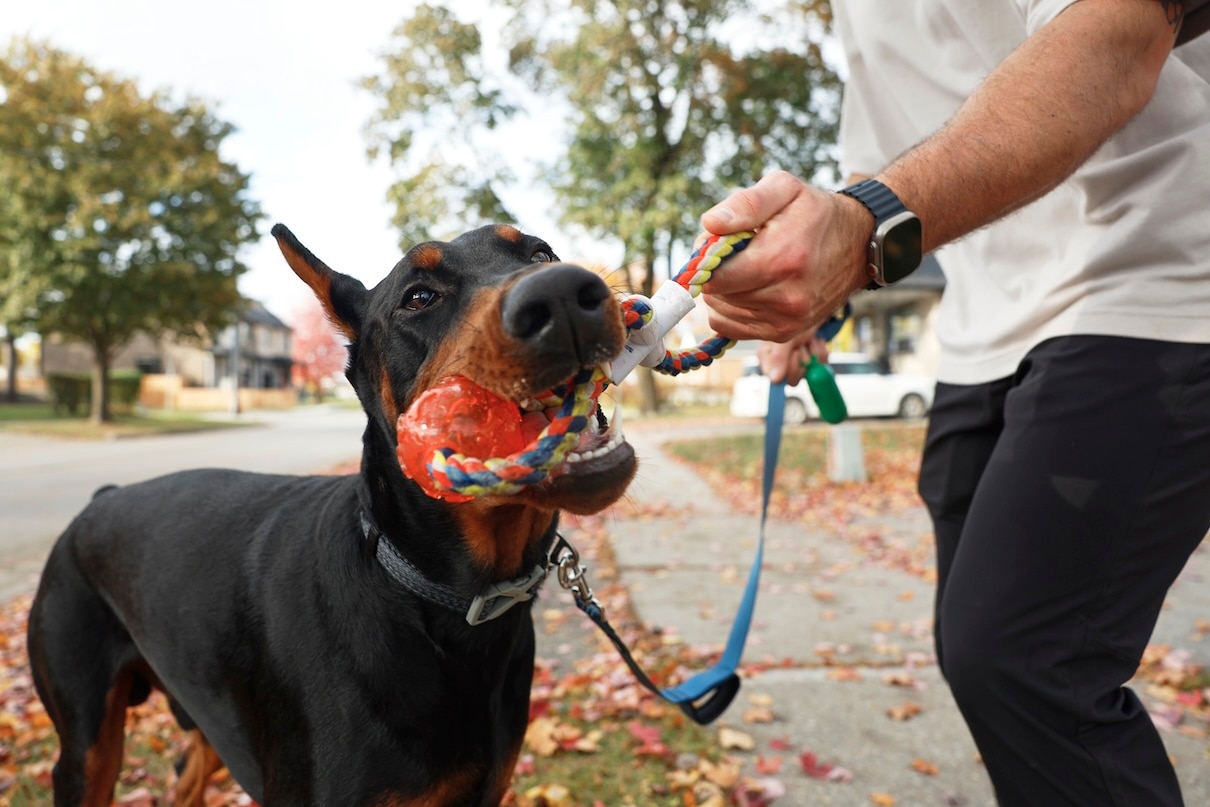 Close-up of a Doberman grabbing a tug toy with his mouth