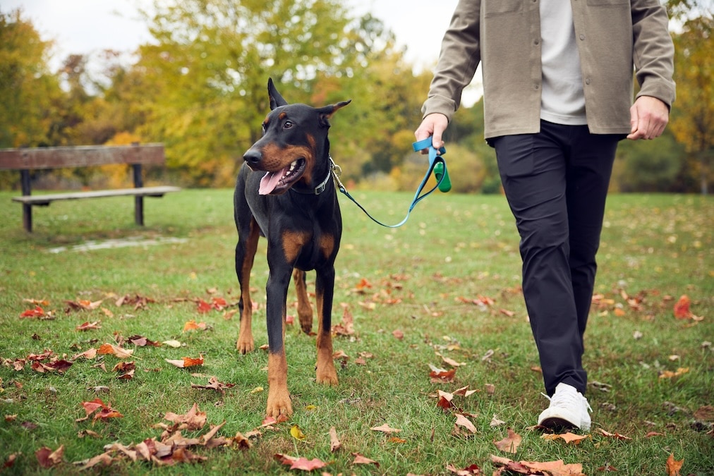 Doberman Pinscher on a leash at a park