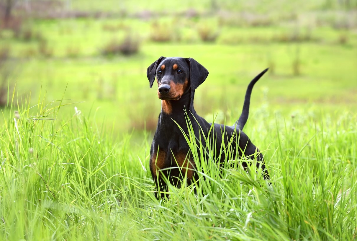 A German Pinscher stands in tall grass