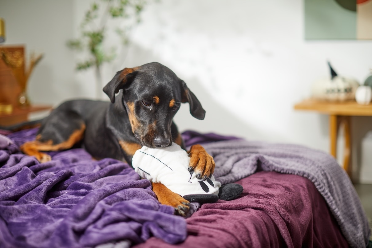 Young doberman pinscher chewing a toy on a bed