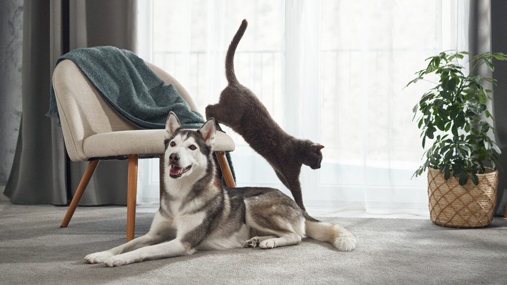 cat leaping near Husky in living room