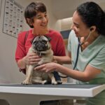 Why Is My Dog Coughing? Common Causes and When To Call a Vet