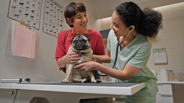A Pug sits on an exam table while his pet parent holds him and a veterinarian examines him.