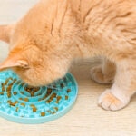 Slow Feeder Cat Bowls: Do They Work, and How Do You Choose One?