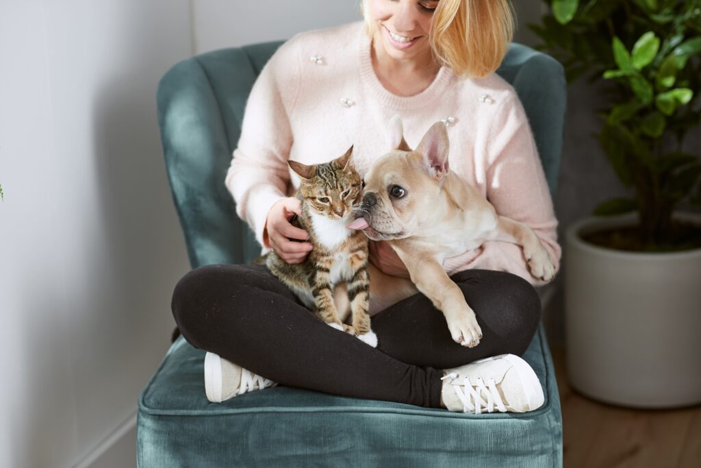 French Bulldog licks a Tabby cat while they sit on a woman's lap